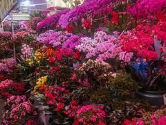 -花鸟鱼虫鲜花绿植市场(玉泉路店)