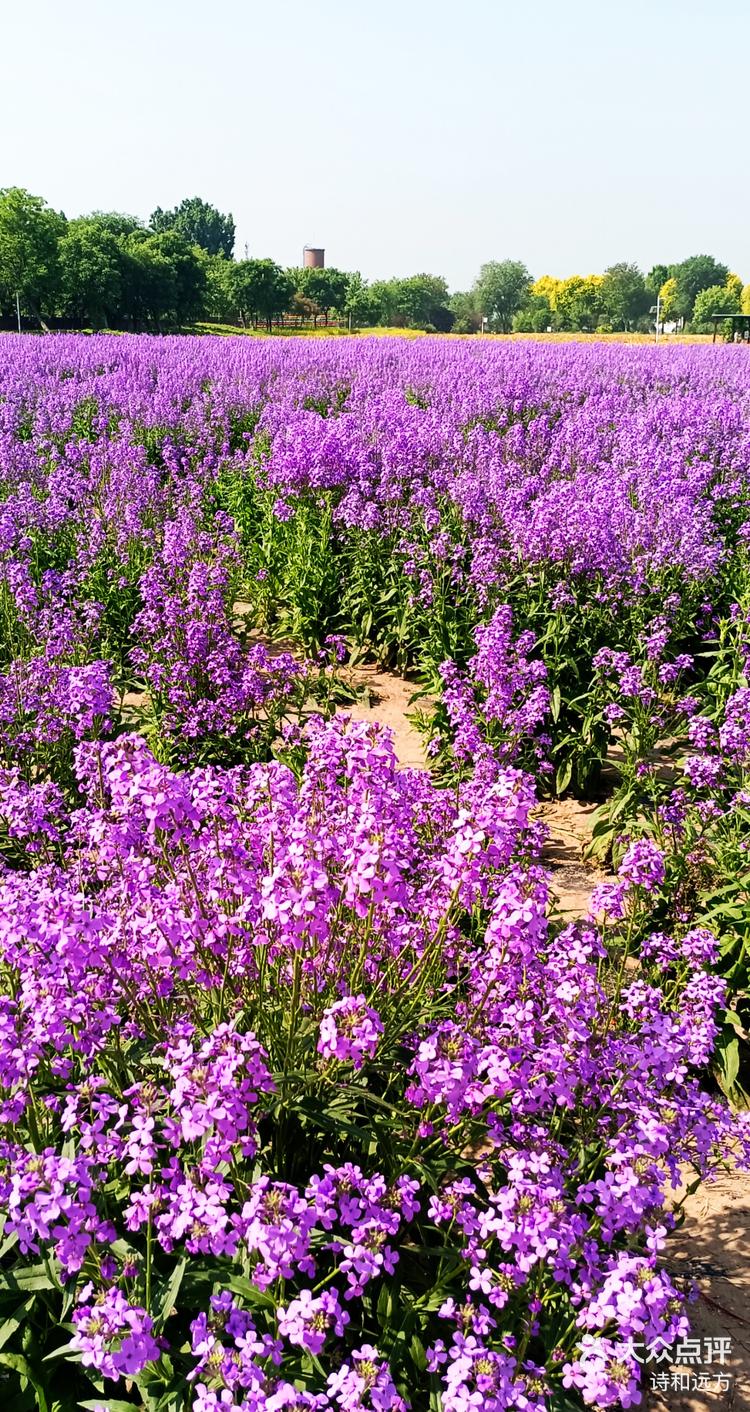 丰台紫谷伊甸园油菜花图片