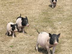 -前小桔亲子创意农场·草莓采摘·露营烧烤