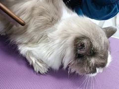 -嘉馨宠物医院·CT影像转诊·心脏科·犬猫全科诊疗中心(下沙大学城院区)