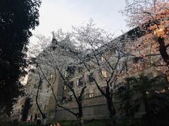 -武汉大学-樱园