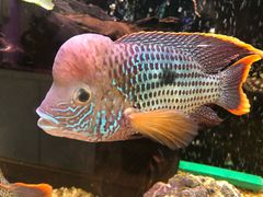 -龟与熊猫宠物公园(南坪店)