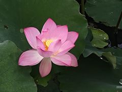 -长洲岛
