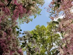 -深圳国际园林花卉博览园