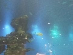 -海棠湾洲际-涛·海底餐厅·美人鱼·自助餐·海底隧道