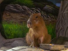 -正佳雨林生态植物园