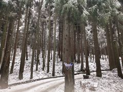 -武陵山森林公园