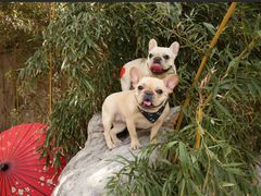 -超宠爱宠物摄影-Super pet