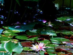 -国家植物园南园