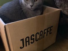 -猫猫幼稚园·撸猫·桌游·电玩