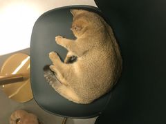 -飞行喵MR PILOT|猫舍·猫咖(静安大融城店)