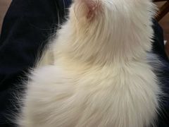 -楼上猫咖(罗湖店)