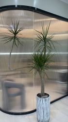 -YESIDO BLACK椰岛造型