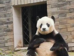 -都江堰中华大熊猫苑