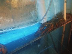 -蟹后Crabber(水悦城店)