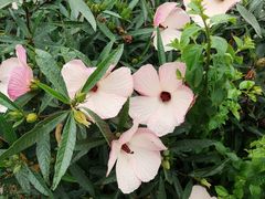 -深圳国际园林花卉博览园