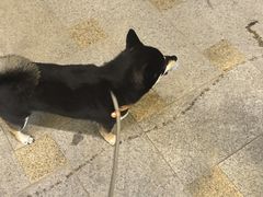 -科道动物医院·急重症中心(万达院)