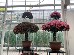 -上海鲜花港