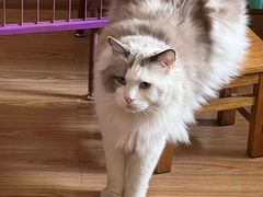 -瑞派福兴宠物医院犬猫全科·骨科·中西医结合(河东店)