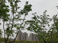 -新江湾城公园