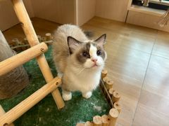 -唐小姐の私宠·宠物洗护美容·撸猫馆·购宠(周浦万达旗舰店)