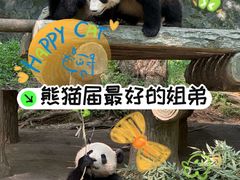 -都江堰中华大熊猫苑