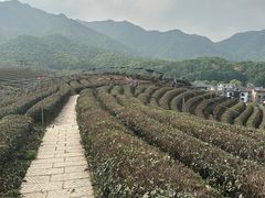 -龙坞茶村