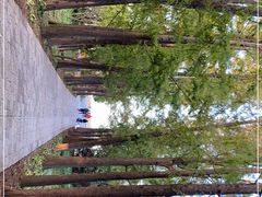 -上海滨江森林公园