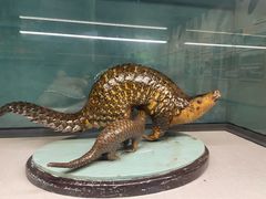 -国家自然博物馆