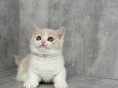 -小猫来了·猫舍(红山六九七九店)