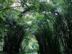 -川西竹海景区