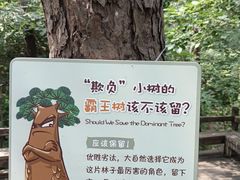 -北京西山国家森林公园