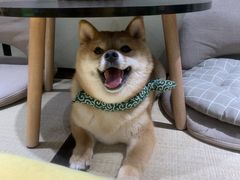 -逗柴咖啡屋·狗咖猫咖宠物桌游