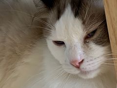-猫在这儿猫咪咖啡馆·撸猫馆