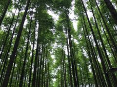 -山王坪喀斯特国家生态公园