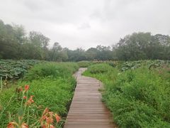 -西溪国家湿地公园