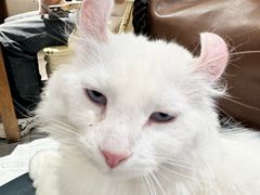 -猫小院猫主题餐厅(南锣旗舰店)