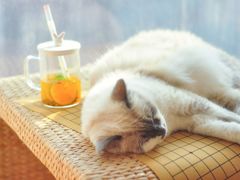 -Sweet cat·星愿猫咖(国贸大厦店)
