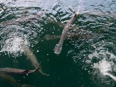 -鸿渡渔庄·特色鸭咀鱼