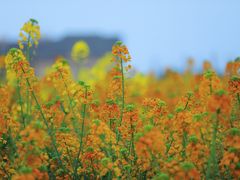 -中国天府农业博览园