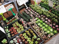-秦美花卉(天朗·莱茵小城2期店)