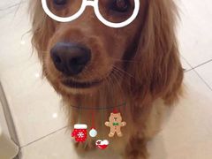 -Oh My Dog宠物沙龙(伊珊娜皮毛护理店)