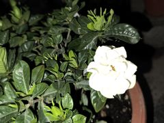 -万象影城(石家庄万象城IMAX激光店)