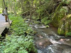 -五营红松林海景区