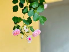 -颐和路民国时期公馆-风貌区