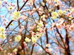 -桃花堤公园