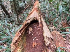 -天目山大树王景区