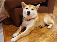 -柴务处·柴犬主题狗咖