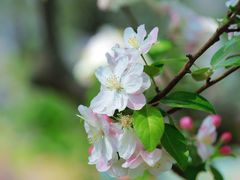 -海棠花溪(元大都城垣遗址公园)