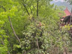 -黔灵山公园